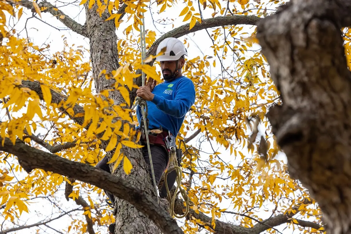 Skilled Tree Pruning crew working in Karlstad